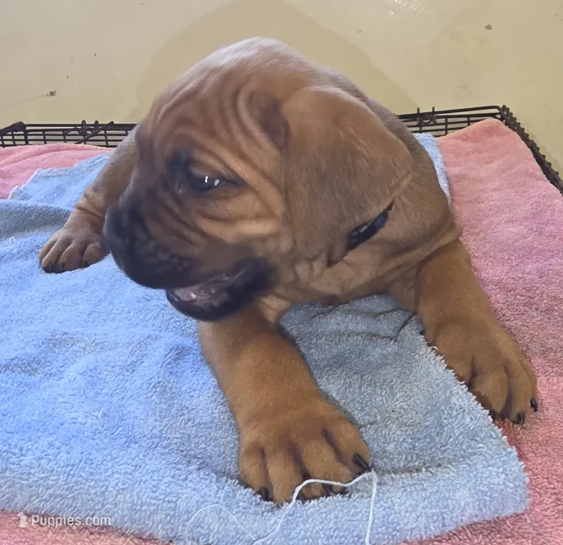 Royal Blue  – Cane Corso puppy for sale in Black Earth, WI