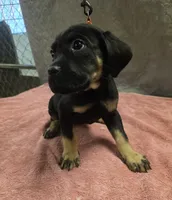 Black and tan female, a female Cane Corso for sale in Black Earth, WI – 2 of 3