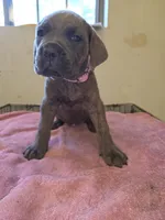 Pink Blue Formentino Brindle, a female Cane Corso for sale in Black Earth, WI – 2 of 3