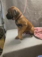 Fawn female, a female Cane Corso for sale in Black Earth, WI – 3 of 3