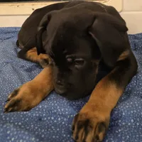 Norman male Black & Tan, a male Cane Corso for sale in Black Earth, WI – Photo 4 of 4