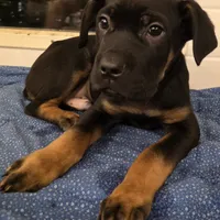 Norman male Black & Tan, a male Cane Corso for sale in Black Earth, WI – Photo 3 of 4