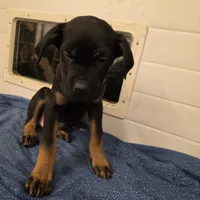 Norman male Black & Tan, a male Cane Corso for sale in Black Earth, WI – Photo 2 of 4