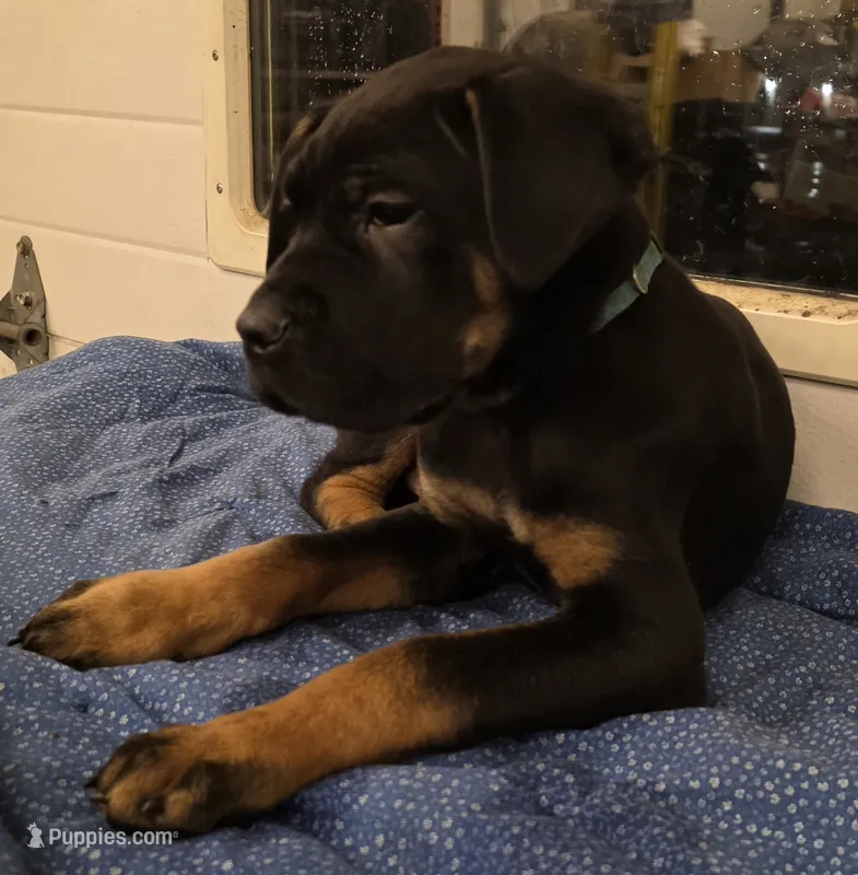 Norman male Black & Tan