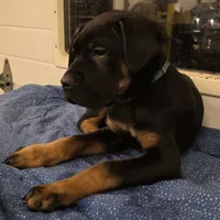 Norman male Black & Tan, a male Cane Corso for sale in Black Earth, WI – Photo 1 of 4