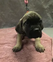 Fawn and tan female, a female Cane Corso for sale in Black Earth, WI – 2 of 4