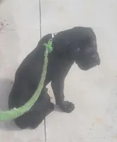 Black, a male Cane Corso for sale in Black Earth, WI – Photo 1 of 6