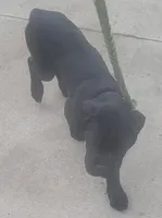 Black, a male Cane Corso for sale in Black Earth, WI – Photo 3 of 6