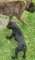 Black, a male Cane Corso for sale in Black Earth, WI – Photo 2 of 6
