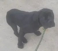 Black, a male Cane Corso for sale in Black Earth, WI – Photo 6 of 6