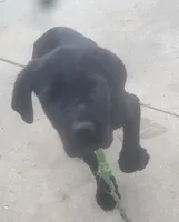Black, a male Cane Corso for sale in Black Earth, WI – Photo 4 of 6