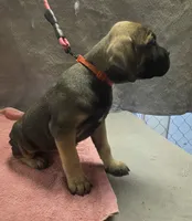 Fawn and tan female, a female Cane Corso for sale in Black Earth, WI – 4 of 4