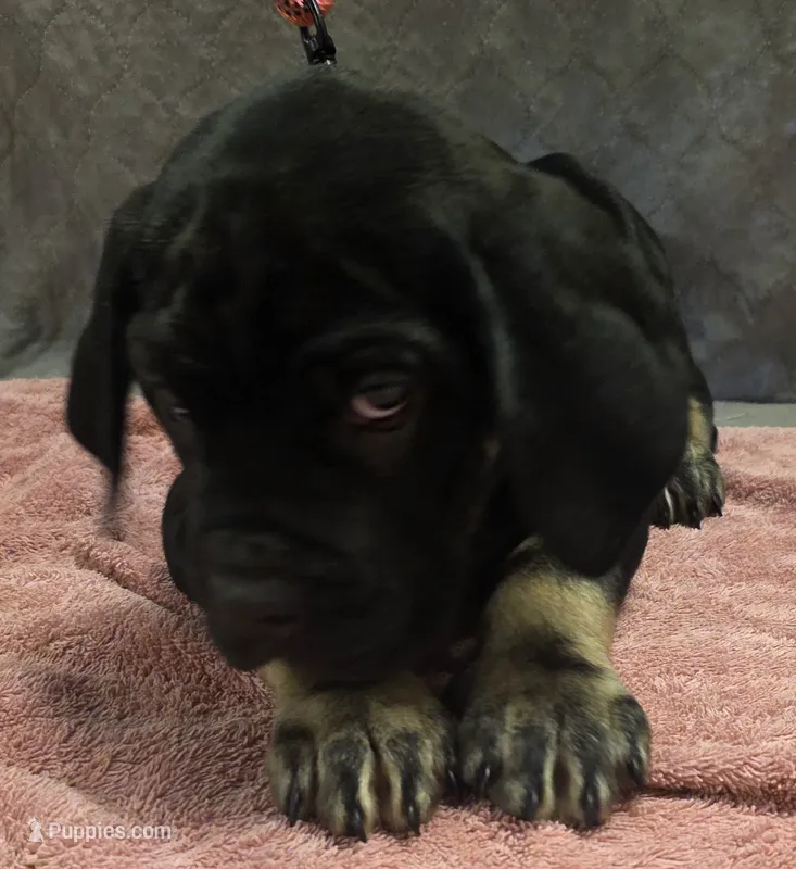 Black and tan male  (big puppy) – Cane Corso puppy for sale in Black Earth, WI