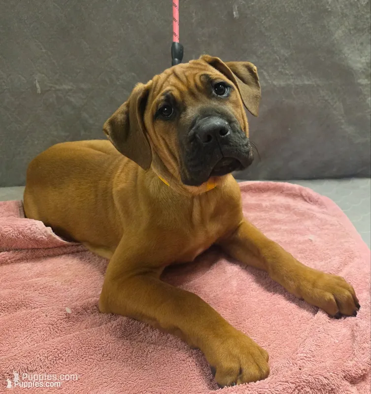 Gold Collar female – Cane Corso puppy for sale in Black Earth, WI