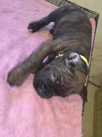 Florescent green/yellow Brindle , a female Cane Corso for sale in Black Earth, WI – 7 of 9