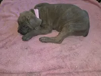 Pink Blue Formentino Brindle, a female Cane Corso for sale in Black Earth, WI – 3 of 3