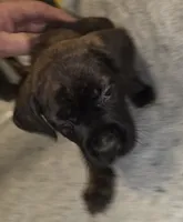 Bullet male, a male Cane Corso for sale in Black Earth, WI – Photo 3 of 5