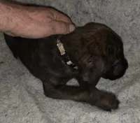 Bullet male, a male Cane Corso for sale in Black Earth, WI – Photo 4 of 5