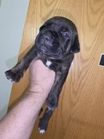 Bullet male, a male Cane Corso for sale in Black Earth, WI – Photo 2 of 5