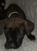 Bullet male, a male Cane Corso for sale in Black Earth, WI – Photo 5 of 5