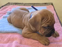 Royal Blue , a male Cane Corso for sale in Black Earth, WI – 2 of 9