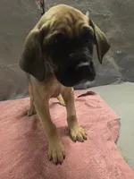 Fawn female, a female Cane Corso for sale in Black Earth, WI – 4 of 4