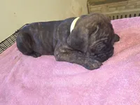 Florescent green/yellow Brindle , a female Cane Corso for sale in Black Earth, WI – 9 of 9
