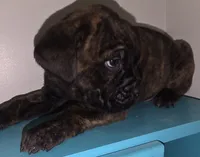 Denver Male Brindle, a male Cane Corso for sale in Black Earth, WI – Photo 2 of 4