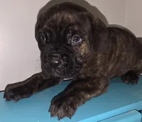 Denver Male Brindle, a male Cane Corso for sale in Black Earth, WI – Photo 4 of 4