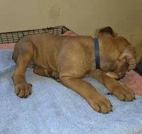 Royal Blue , a male Cane Corso for sale in Black Earth, WI – 7 of 9