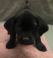 Black female, a female Cane Corso for sale in Black Earth, WI – 2 of 3