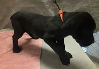 Black female, a female Cane Corso for sale in Black Earth, WI – 3 of 3
