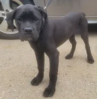 Blue, a female Cane Corso for sale in Black Earth, WI – Photo 3 of 3