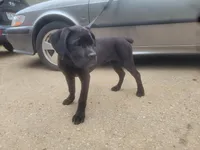 Blue, a female Cane Corso for sale in Black Earth, WI – Photo 2 of 3