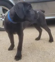 Blue, a female Cane Corso for sale in Black Earth, WI – Photo 1 of 3