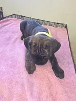 Florescent green/yellow Brindle , a female Cane Corso for sale in Black Earth, WI – 8 of 9