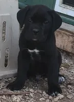 Fang, a male Cane Corso for sale in Black Earth, WI – Photo 1 of 4