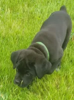 Fang, a male Cane Corso for sale in Black Earth, WI – Photo 4 of 4