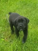 Fang, a male Cane Corso for sale in Black Earth, WI – Photo 2 of 4