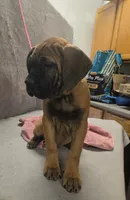 Fawn female, a female Cane Corso for sale in Black Earth, WI – 2 of 3