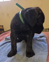 Green Brindle , a male Cane Corso for sale in Black Earth, WI – 2 of 5