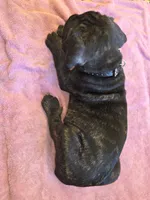 Black Brindle , a male Cane Corso for sale in Black Earth, WI – 3 of 8