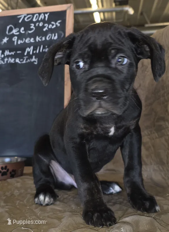 Tangor male Black & Brindle