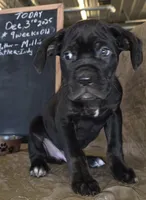 Tangor male Black & Brindle, a male Cane Corso for sale in Black Earth, WI – Photo 1 of 4