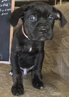 Tangor male Black & Brindle, a male Cane Corso for sale in Black Earth, WI – Photo 3 of 4
