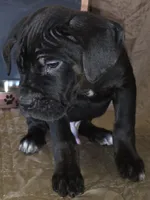 Tangor male Black & Brindle, a male Cane Corso for sale in Black Earth, WI – Photo 4 of 4