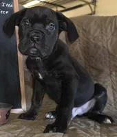 Tangor male Black & Brindle, a male Cane Corso for sale in Black Earth, WI – Photo 2 of 4