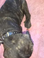 Black Brindle , a male Cane Corso for sale in Black Earth, WI – 7 of 8
