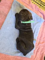 Green Brindle , a male Cane Corso for sale in Black Earth, WI – 5 of 5
