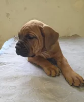 Blue collar, Male Red Fawn, a male Cane Corso for sale in Black Earth, WI – 3 of 10